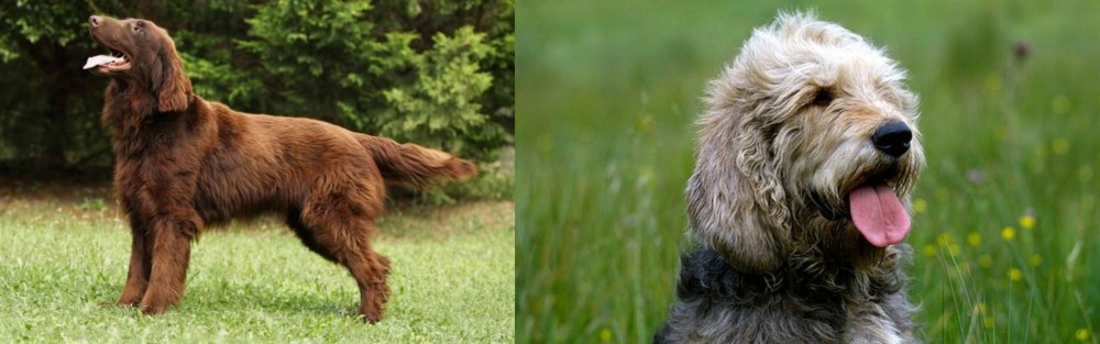 Otterhound vs Flat-Coated Retriever - Breed Comparison