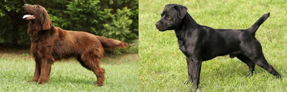 Patterdale Terrier vs Flat-Coated Retriever - Breed Comparison