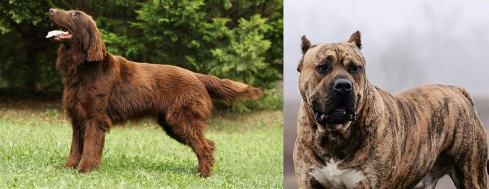 Perro de Presa Canario vs Flat-Coated Retriever - Breed Comparison