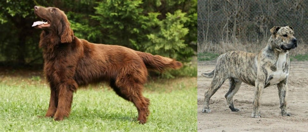 Perro de Presa Mallorquin vs Flat-Coated Retriever - Breed Comparison