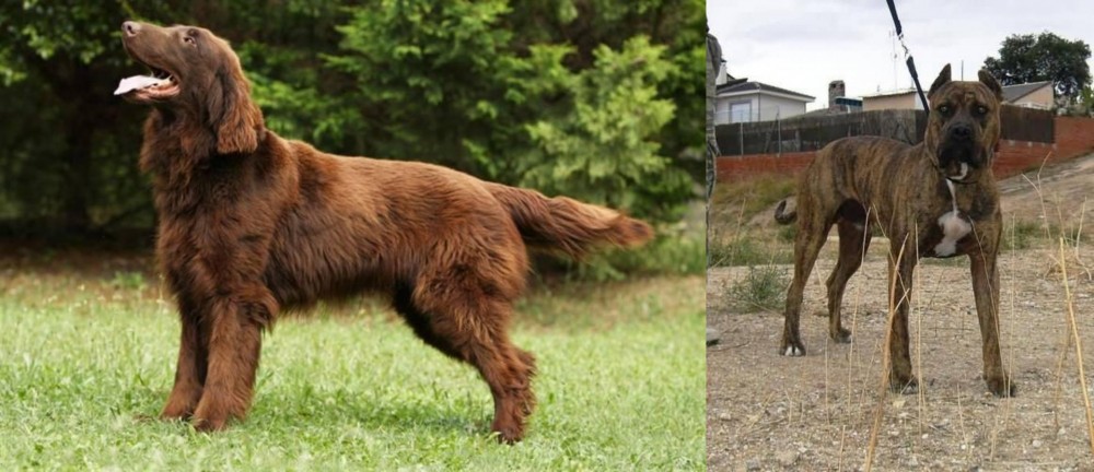 Perro de Toro vs Flat-Coated Retriever - Breed Comparison