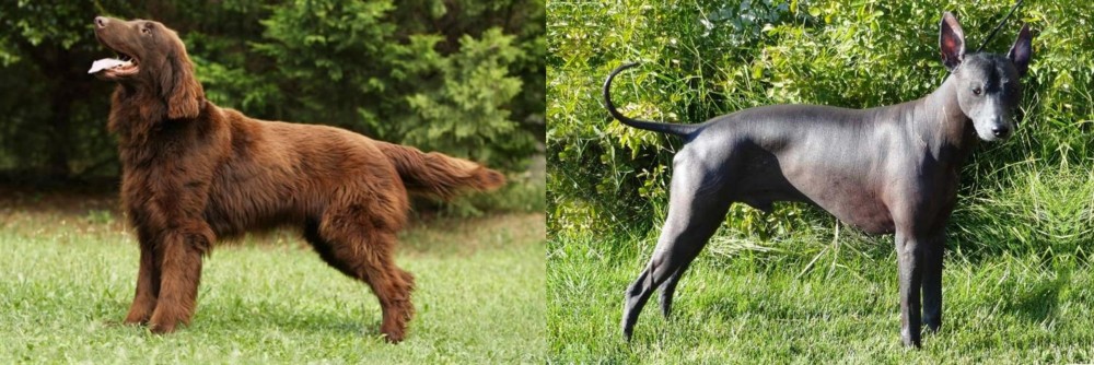 Peruvian Hairless vs Flat-Coated Retriever - Breed Comparison