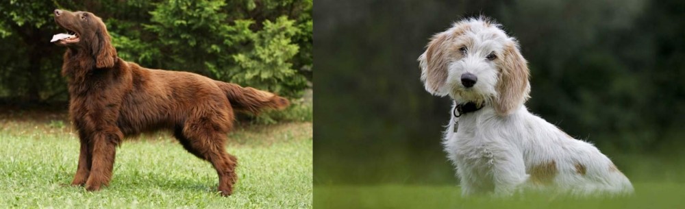 Petit Basset Griffon Vendeen vs Flat-Coated Retriever - Breed Comparison