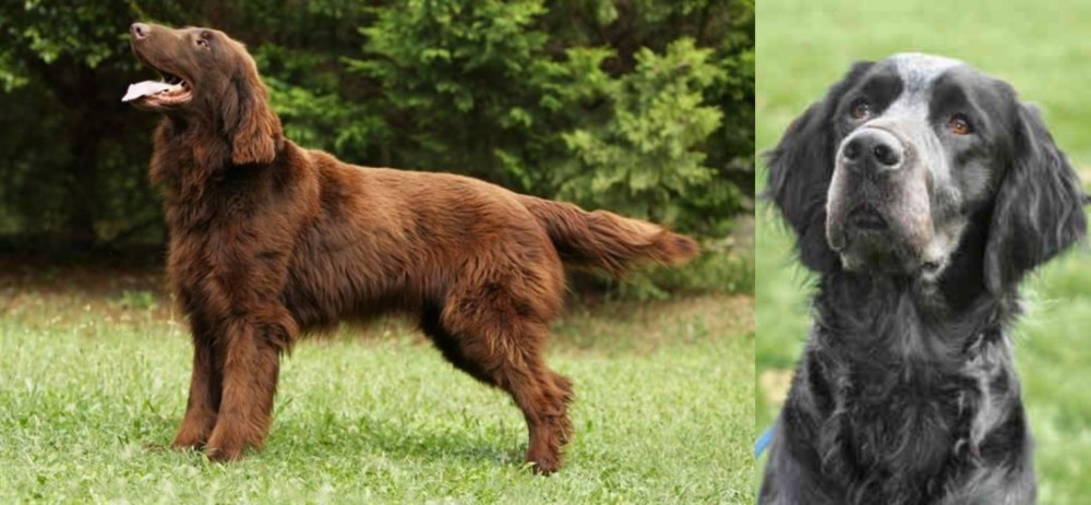 Picardy Spaniel vs Flat-Coated Retriever - Breed Comparison