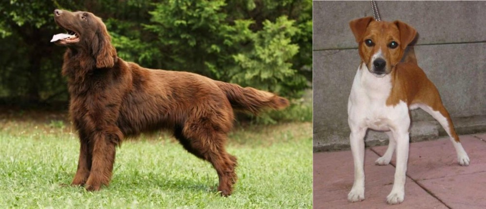 Plummer Terrier vs Flat-Coated Retriever - Breed Comparison
