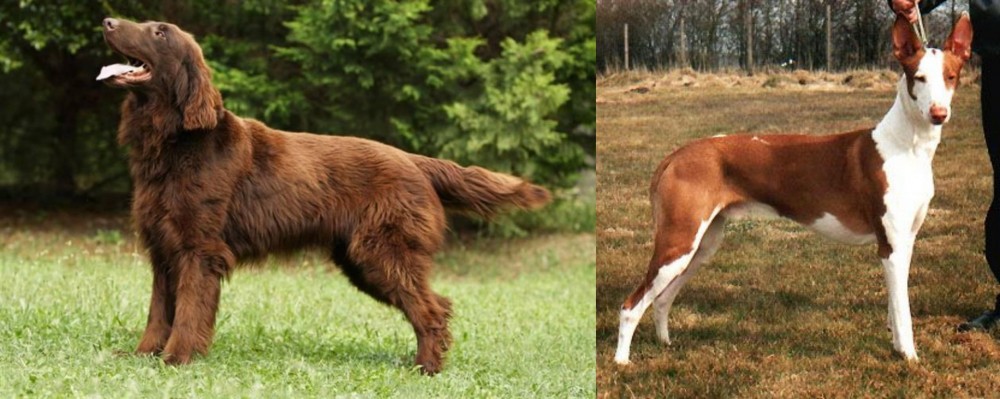 Podenco Canario vs Flat-Coated Retriever - Breed Comparison