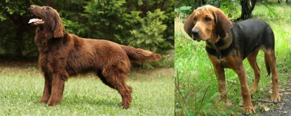Polish Hound vs Flat-Coated Retriever - Breed Comparison