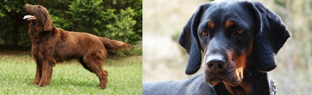 Polish Hunting Dog vs Flat-Coated Retriever - Breed Comparison