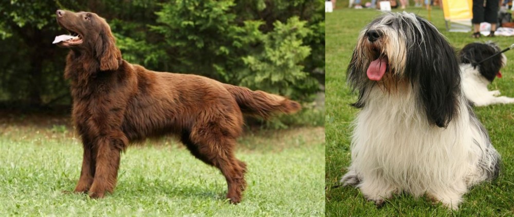 Polish Lowland Sheepdog vs Flat-Coated Retriever - Breed Comparison