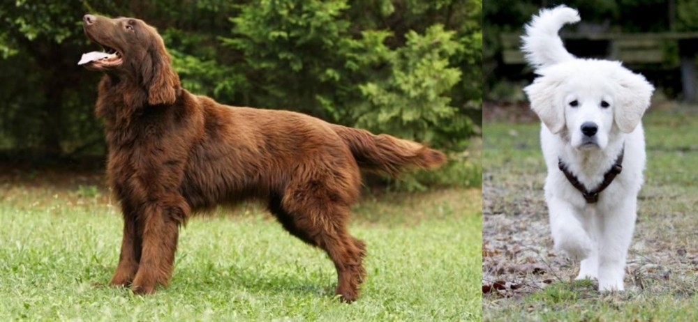 Polish Tatra Sheepdog vs Flat-Coated Retriever - Breed Comparison
