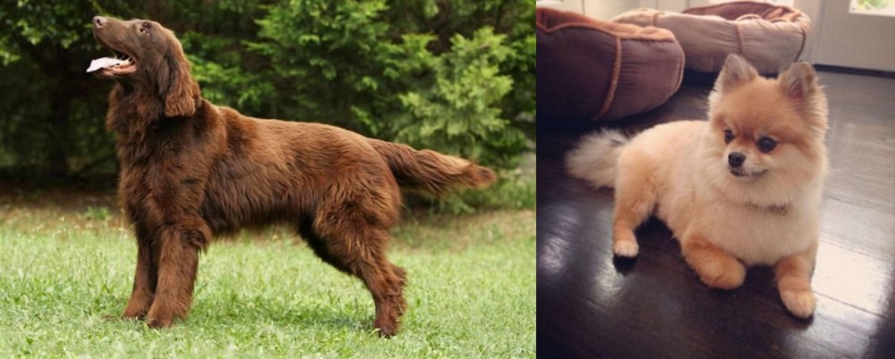 Pomeranian vs Flat-Coated Retriever - Breed Comparison