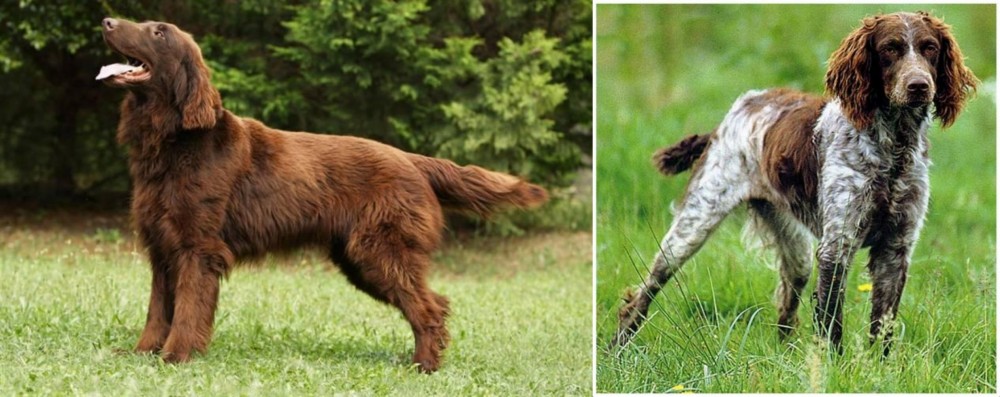 Pont-Audemer Spaniel vs Flat-Coated Retriever - Breed Comparison