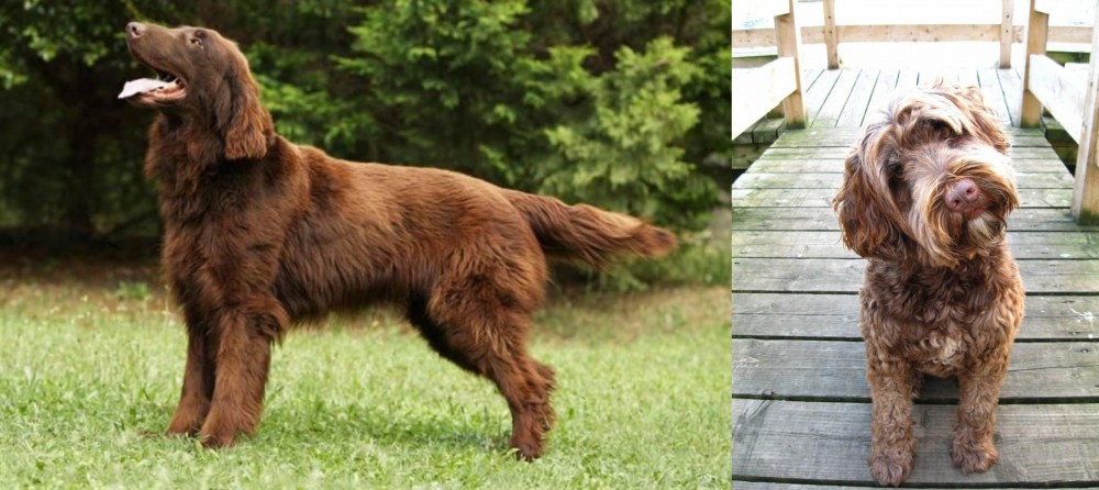 Portuguese Water Dog vs Flat-Coated Retriever - Breed Comparison