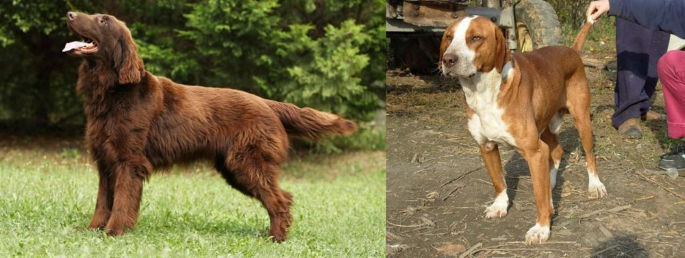 Posavac Hound vs Flat-Coated Retriever - Breed Comparison