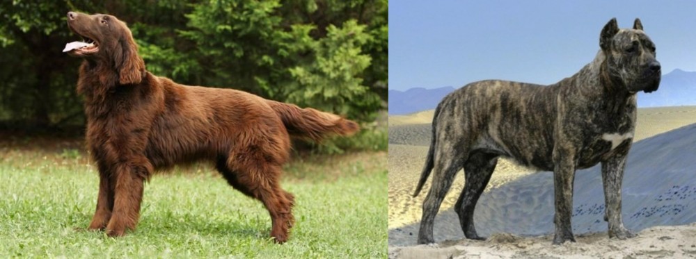Presa Canario vs Flat-Coated Retriever - Breed Comparison