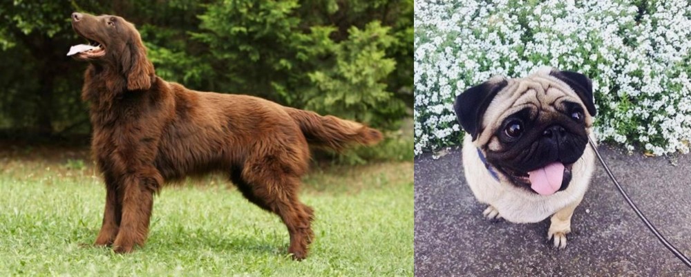 Pug vs Flat-Coated Retriever - Breed Comparison