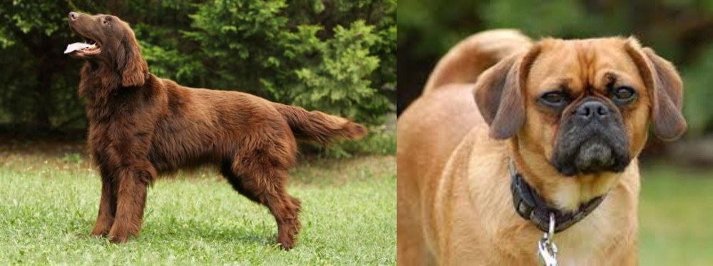 Pugalier vs Flat-Coated Retriever - Breed Comparison