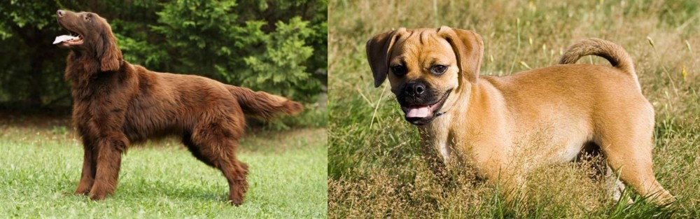 Puggle vs Flat-Coated Retriever - Breed Comparison