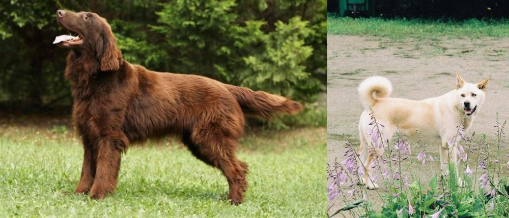 Pungsan Dog vs Flat-Coated Retriever - Breed Comparison