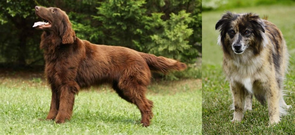 Pyrenean Shepherd vs Flat-Coated Retriever - Breed Comparison