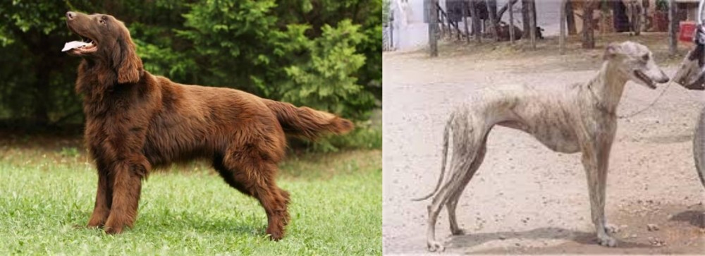 Rampur Greyhound vs Flat-Coated Retriever - Breed Comparison