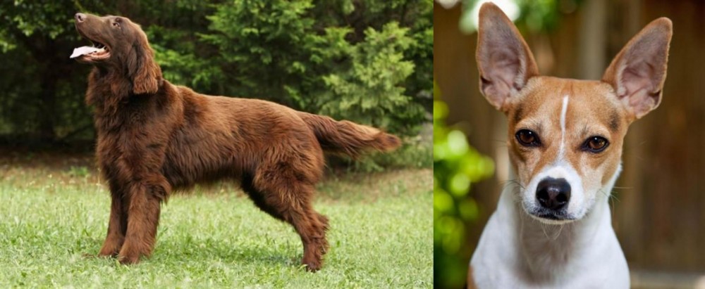 Rat Terrier vs Flat-Coated Retriever - Breed Comparison
