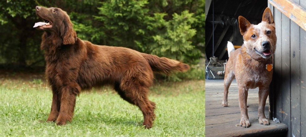 Red Heeler vs Flat-Coated Retriever - Breed Comparison
