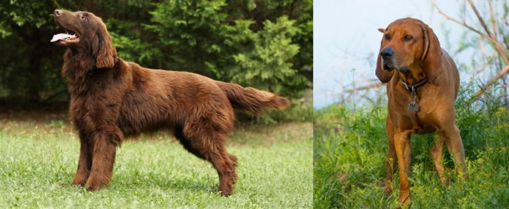 Redbone Coonhound vs Flat-Coated Retriever - Breed Comparison