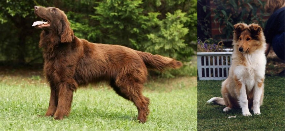 Rough Collie vs Flat-Coated Retriever - Breed Comparison