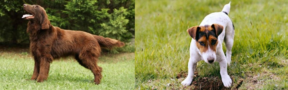 Russell Terrier vs Flat-Coated Retriever - Breed Comparison