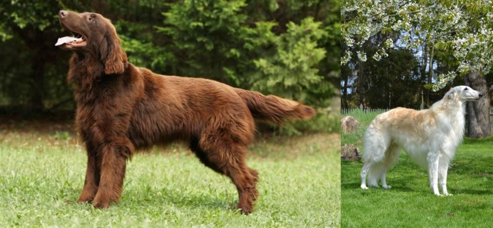 Russian Hound vs Flat-Coated Retriever - Breed Comparison