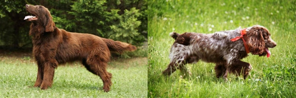 Russian Spaniel vs Flat-Coated Retriever - Breed Comparison