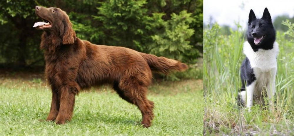 Russo-European Laika vs Flat-Coated Retriever - Breed Comparison