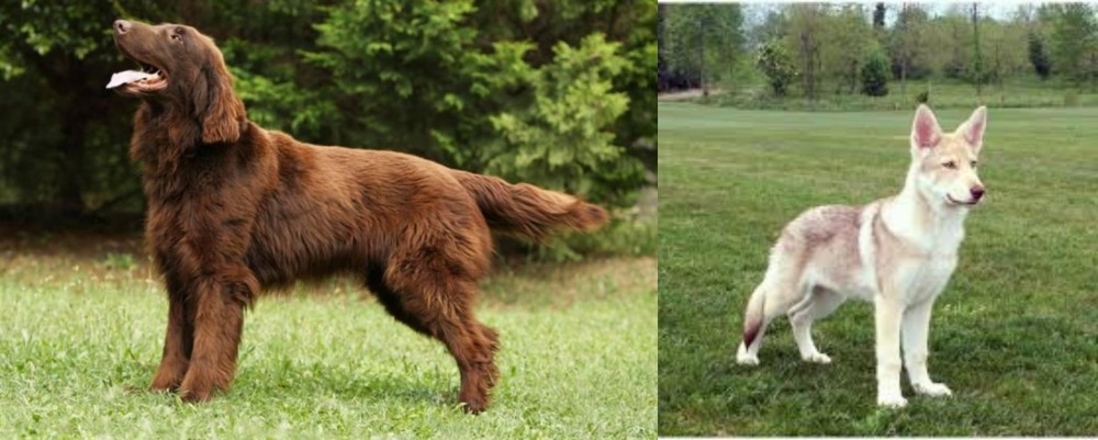 Saarlooswolfhond vs Flat-Coated Retriever - Breed Comparison
