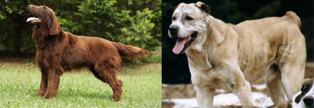 Sage Koochee vs Flat-Coated Retriever - Breed Comparison