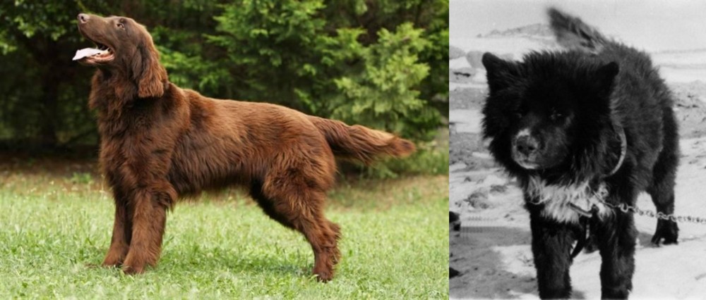 Sakhalin Husky vs Flat-Coated Retriever - Breed Comparison