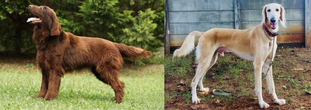 Saluki vs Flat-Coated Retriever - Breed Comparison