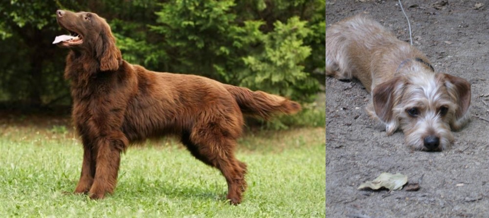 Schweenie vs Flat-Coated Retriever - Breed Comparison