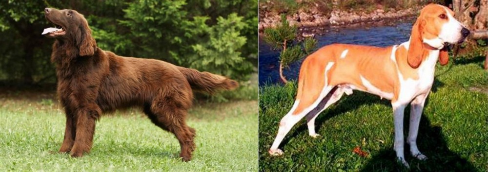 Schweizer Laufhund vs Flat-Coated Retriever - Breed Comparison