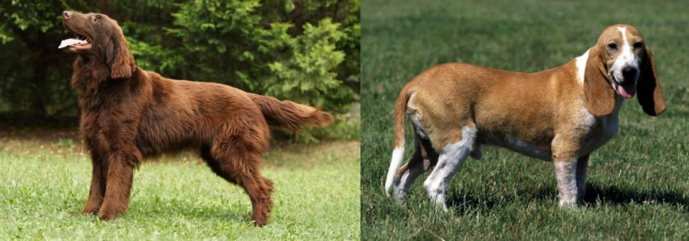 Schweizer Niederlaufhund vs Flat-Coated Retriever - Breed Comparison
