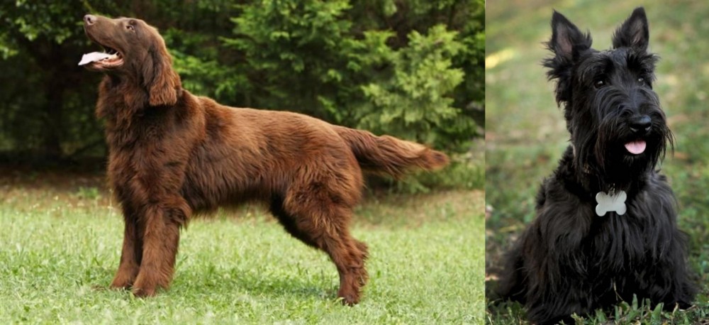 Scoland Terrier vs Flat-Coated Retriever - Breed Comparison
