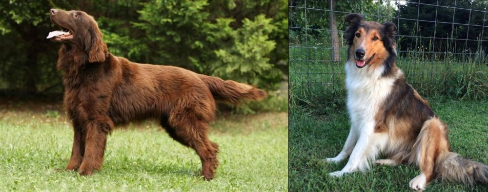Scotch Collie vs Flat-Coated Retriever - Breed Comparison