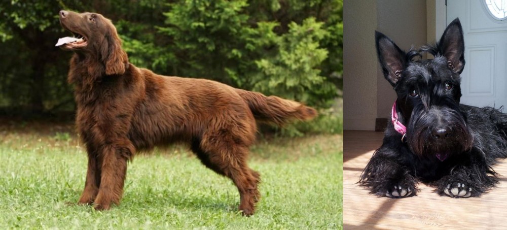 Scottish Terrier vs Flat-Coated Retriever - Breed Comparison