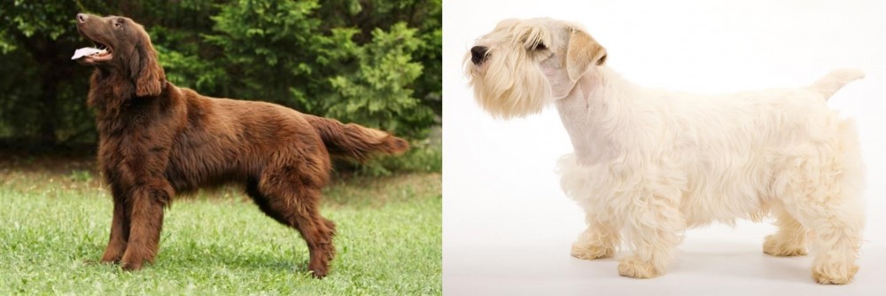 Sealyham Terrier vs Flat-Coated Retriever - Breed Comparison
