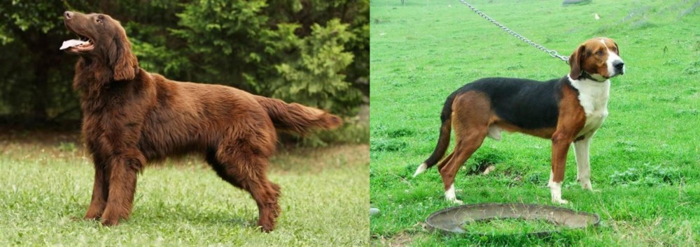 Serbian Tricolour Hound vs Flat-Coated Retriever - Breed Comparison