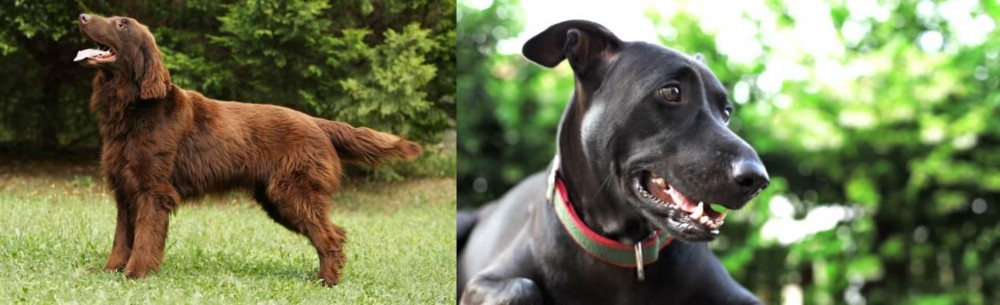 Shepard Labrador vs Flat-Coated Retriever - Breed Comparison