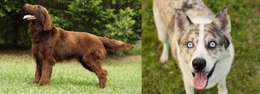 Shepherd Husky vs Flat-Coated Retriever - Breed Comparison