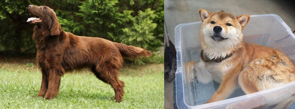 Shiba Inu vs Flat-Coated Retriever - Breed Comparison