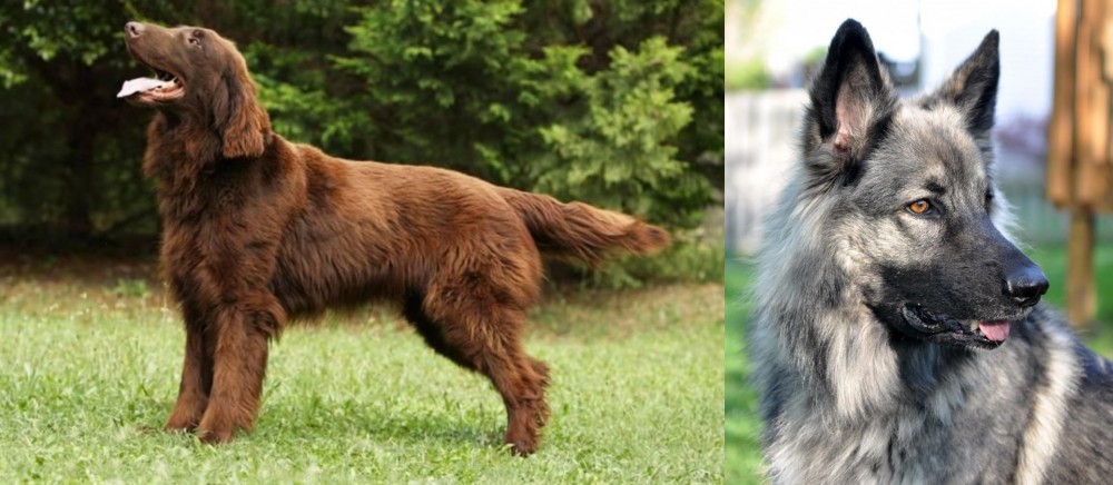 Shiloh Shepherd vs Flat-Coated Retriever - Breed Comparison