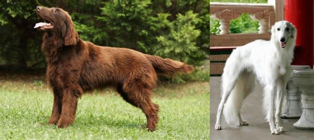 Silken Windhound vs Flat-Coated Retriever - Breed Comparison